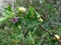Solanum linnaeanum <br> (Alberto Mestre Jiménez)
